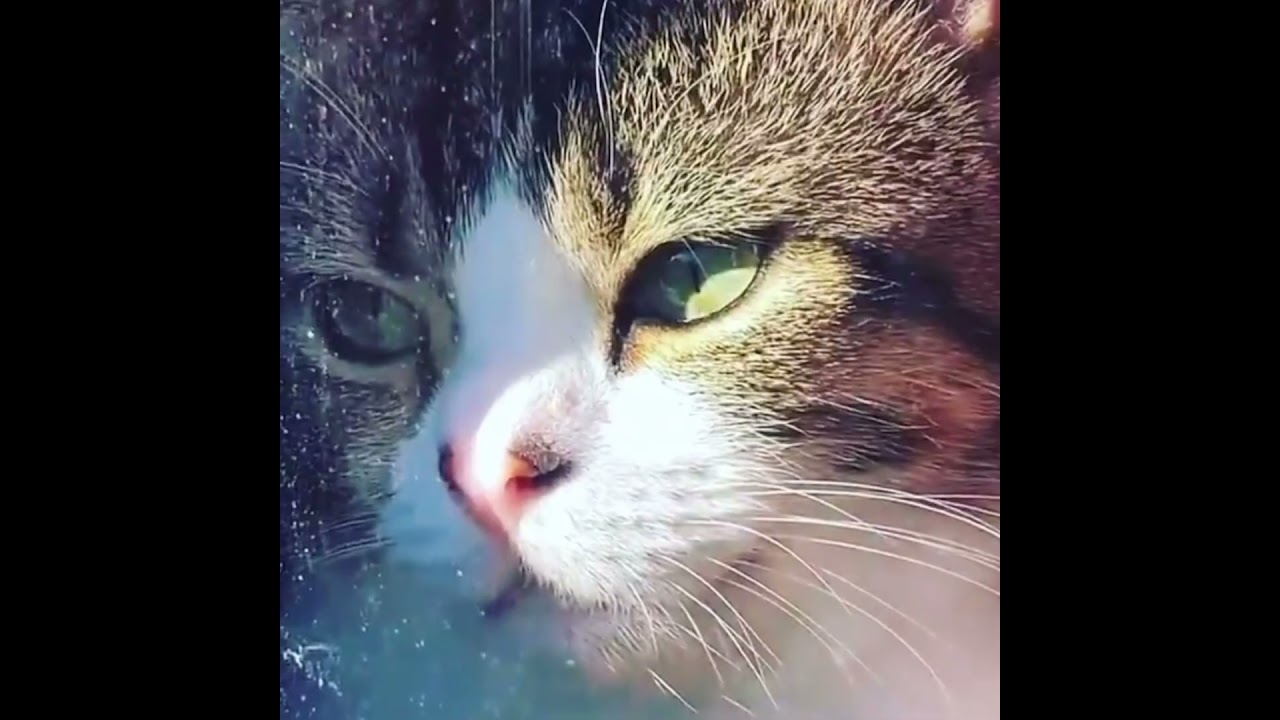 カッコよすぎる猫の表情 #cat #スコティッシュフォールド #猫のいる暮らし