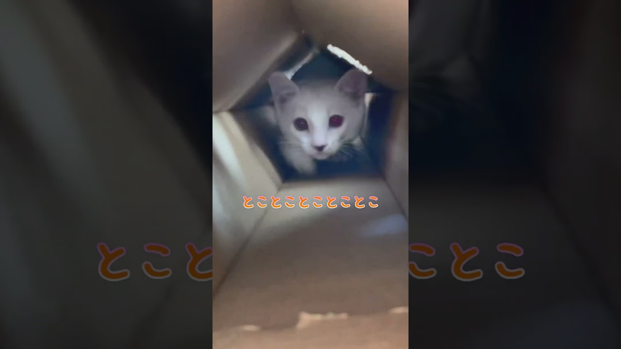 飼い主に突撃してくる赤ちゃん猫集