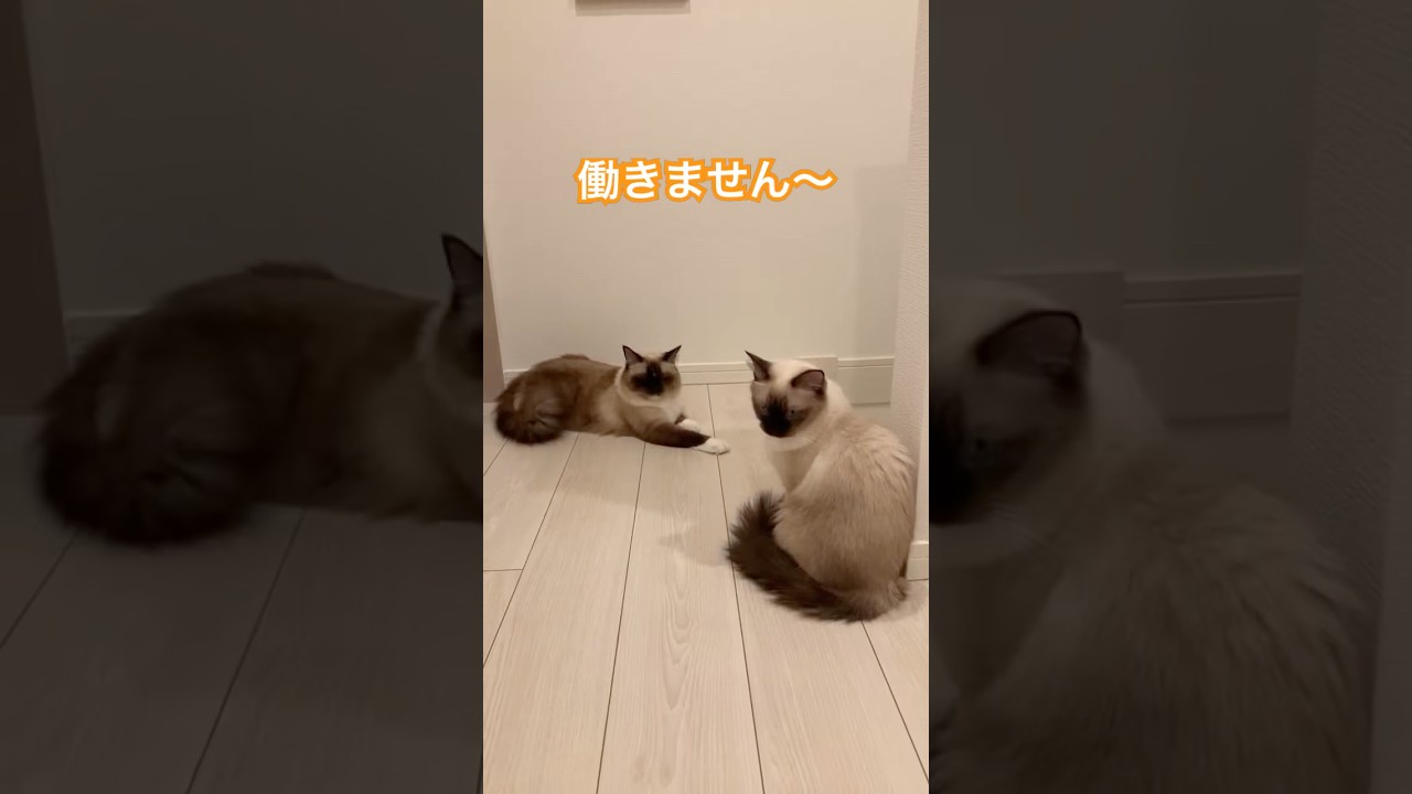 たぬきみたいなラグドールの猫達 #cat #保護猫 #ragdoll #kitten #catlover #猫のいる暮らし #ねこ #猫好きさんと繋がりたい #猫のいる生活 #youtube