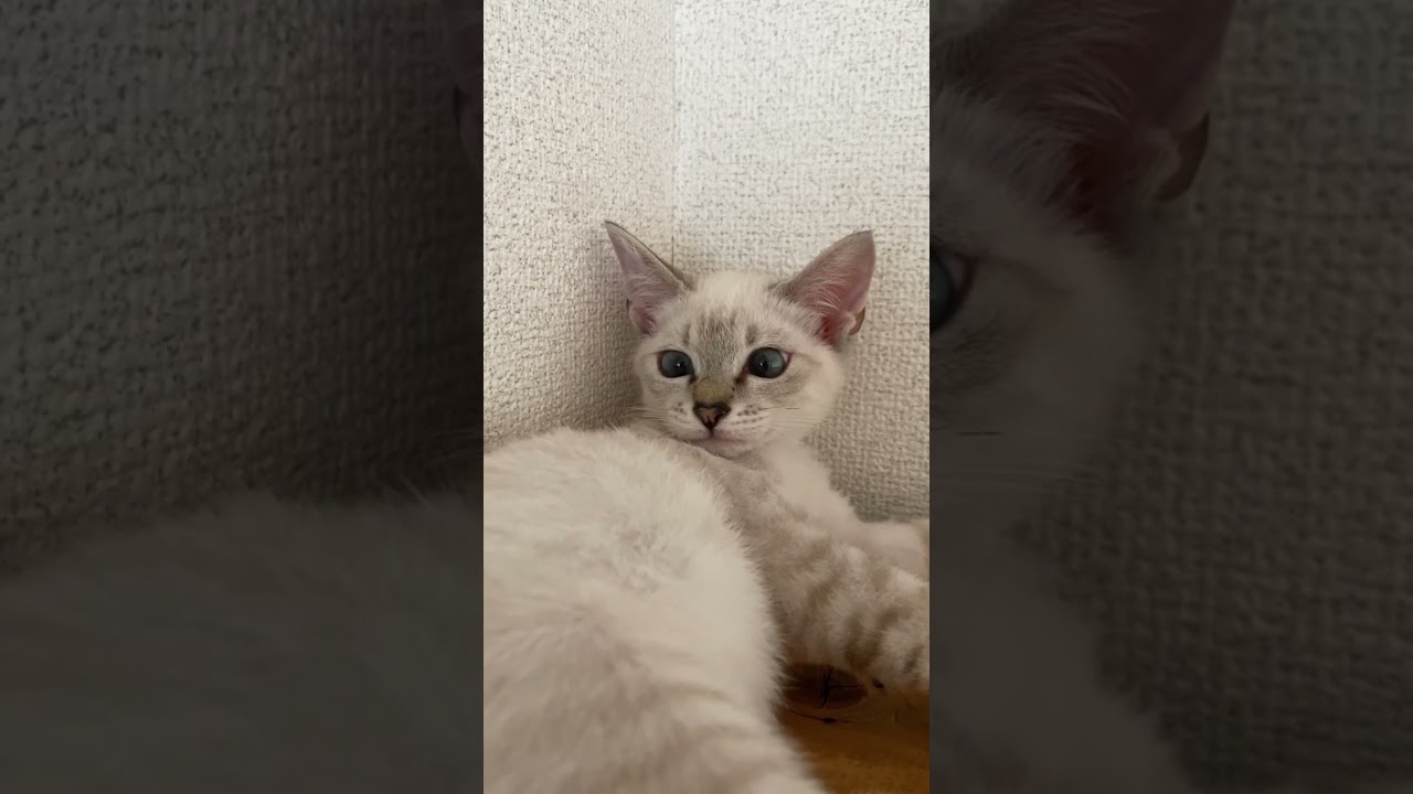 なんや？　#元保護猫　#シャムトラ　#シャムミックス　#cat #猫耳 #kitten #シャムmix  #子猫 #猫耳