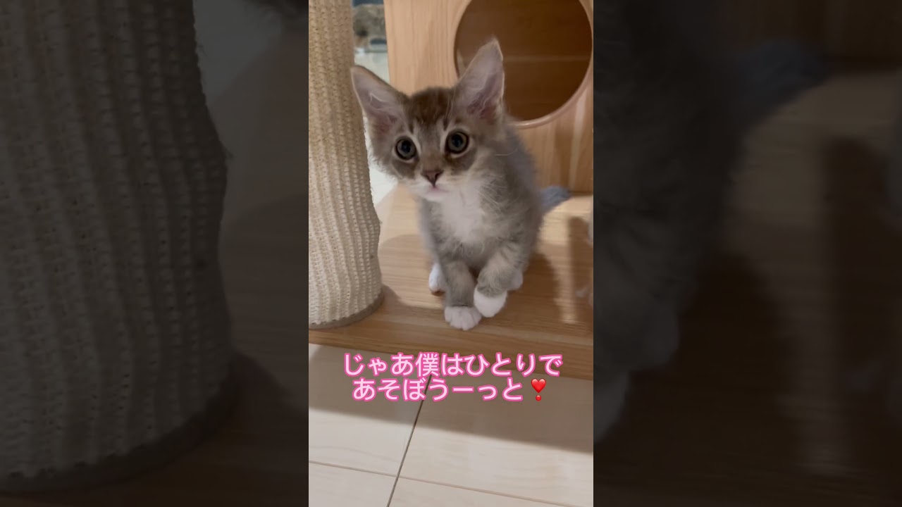 雨の日の子猫ちゃん☔️🐱 【お問合せ詳細は説明欄に記載あります】 #ラパーマ #ブリーダー直販 #猫 #猫動画 #子猫 #マンチカン #ミヌエット