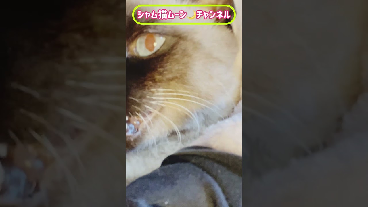 シャム猫ムーン🌙チャンネル ・いつものムンちゃん⑨＃しゃむねこ ＃Siamese cat #ショート
