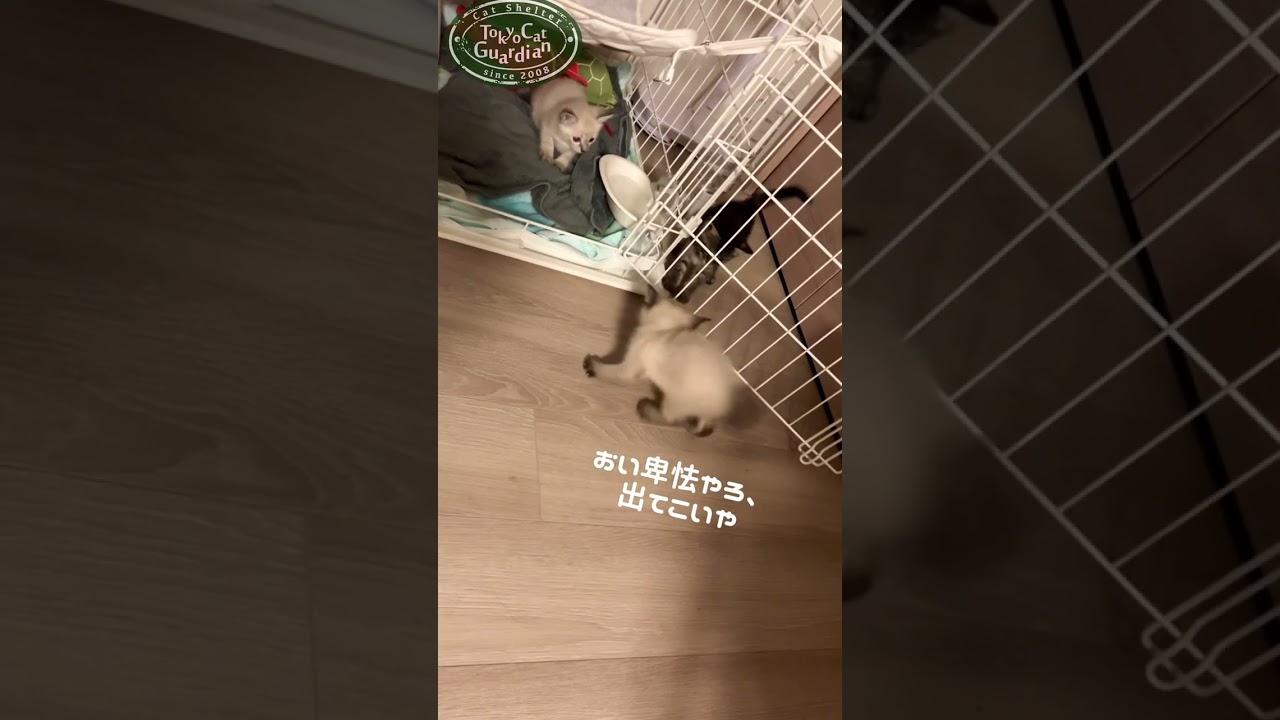 子猫のやんのかステップ #保護猫　#子猫　#shorts