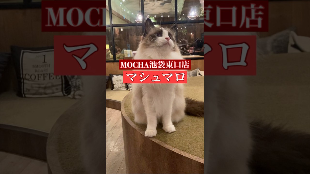 🐱マシュマロ🐱　(ラグドール♀)　猫カフェMOCHAラウンジ池袋東口店　2024/9/18 撮影分　　#日替わり猫カフェにゃんこ