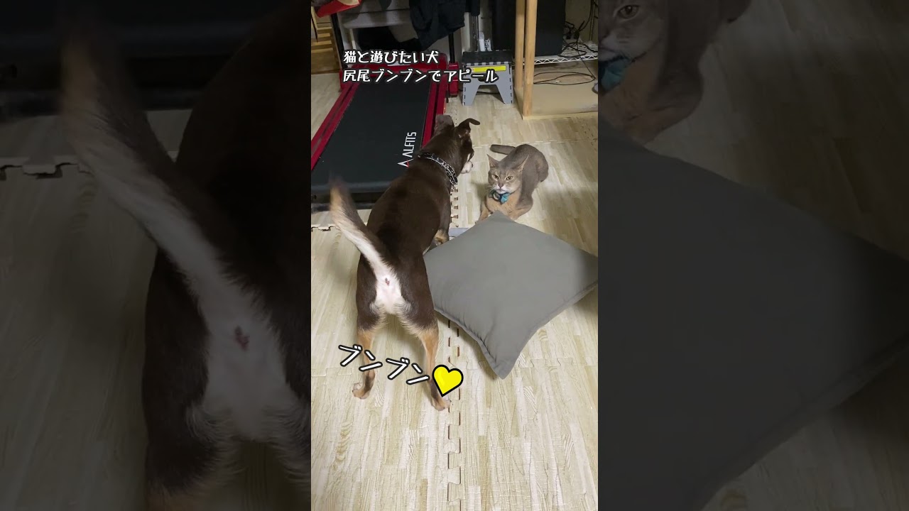 猫と遊びたい犬 尻尾ブンブンでアピール #shorts #アビシニアン #チワワ