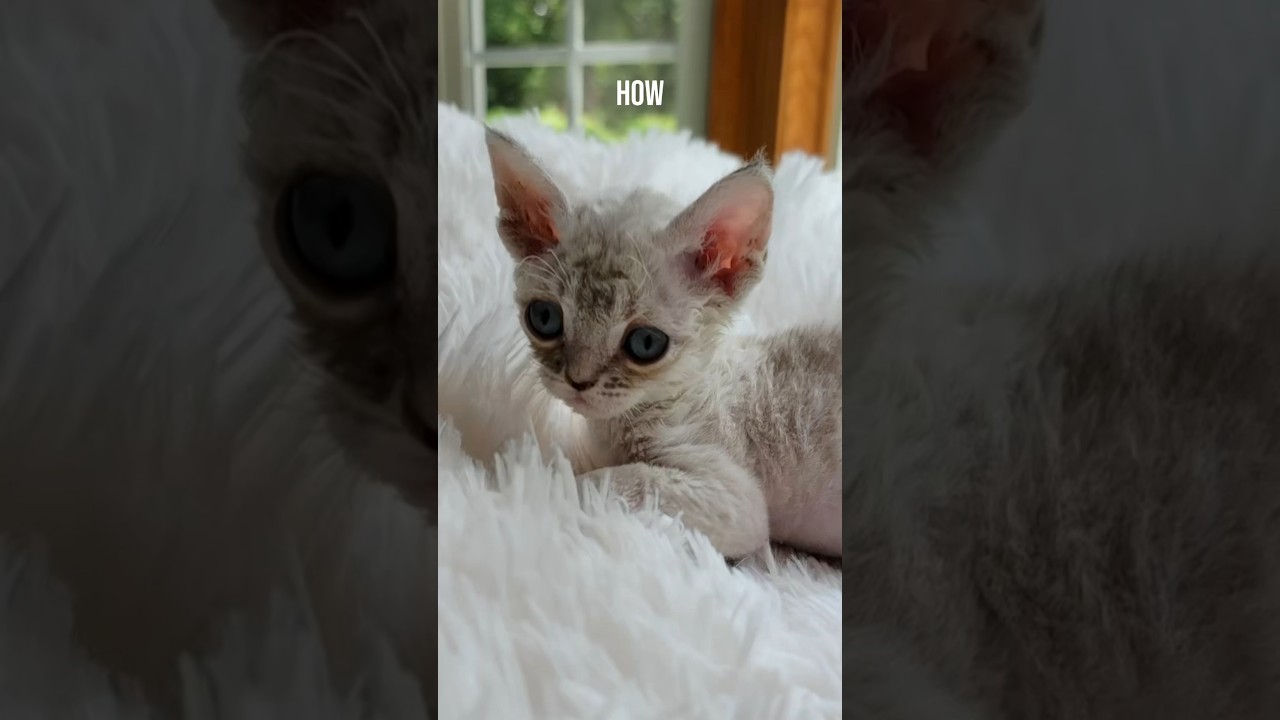 How does this.. turn into this? #howdoesthisturnintothis #devonrex #kitten #cat