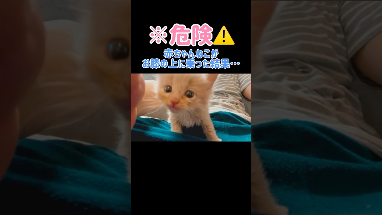 【危険⚠️】赤ちゃん猫がお膝の上にのった結果…