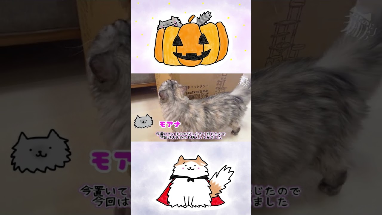 【猫の日常】キャットタワーのプレゼントニャ！　#猫#マンチカン#キャットタワー#誕生日#cat