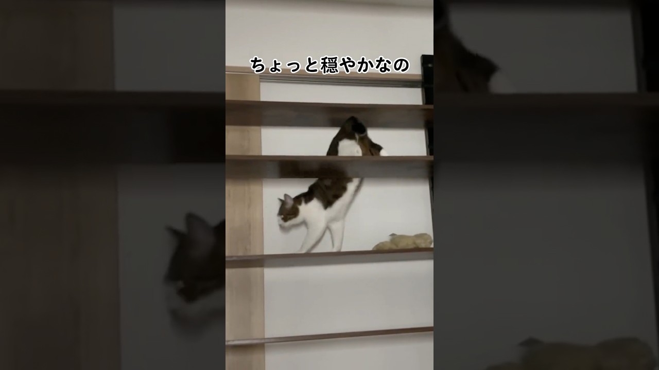 兄猫のぬいぐるみとの遊び方 #shorts #cat #猫 #スコティッシュフォールド