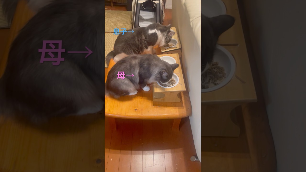 ママと夕食#親子猫#母猫#食べる猫#ノルウェージャンフォレストキャット #猫のいる暮らし