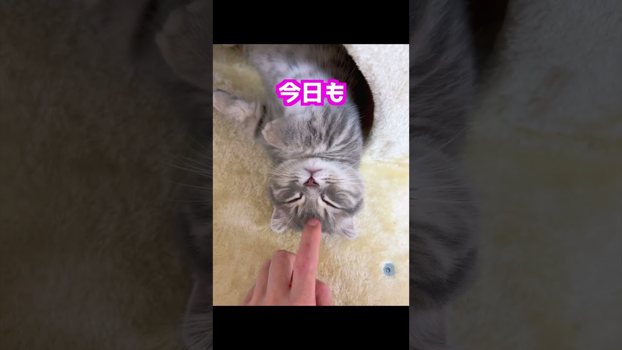 一日中寝てる猫　#マンチカン　#猫は今日も働きません