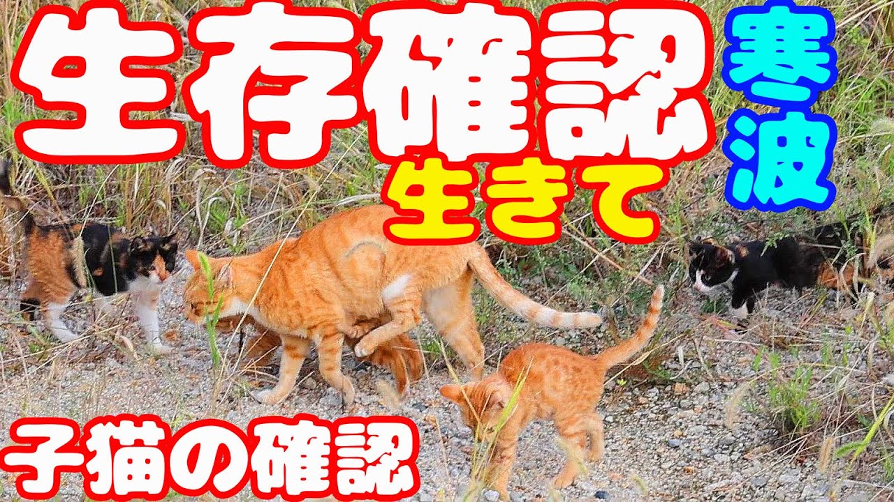 白血病蔓延地域 猫４５匹 さくらねこや野良猫や子猫にたくさんのご飯を食べさせたら…涙 前編