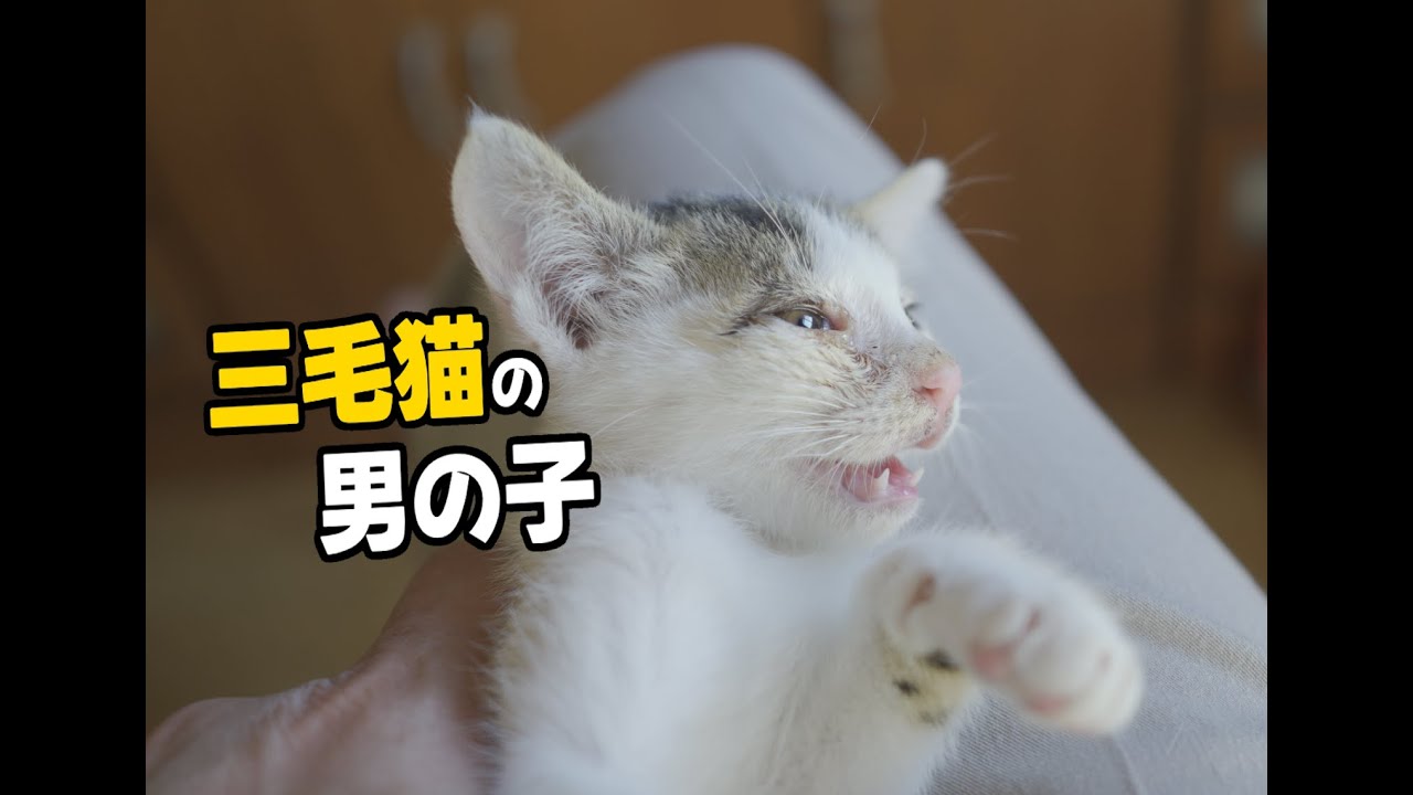 【三毛猫の男の子】鳴き声を辿って保護した子猫はオスの三毛猫でした🐈️#cat #kitten