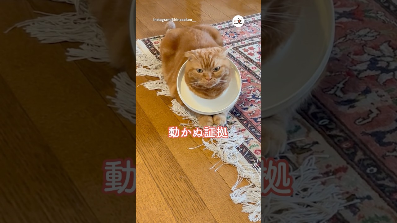 【現行犯】証拠をかぶった犯ネコ｜PECO #スコティッシュフォールド #猫 #愛猫家 #猫のいる暮らし  #scottishfold #cat #catlover #catlife