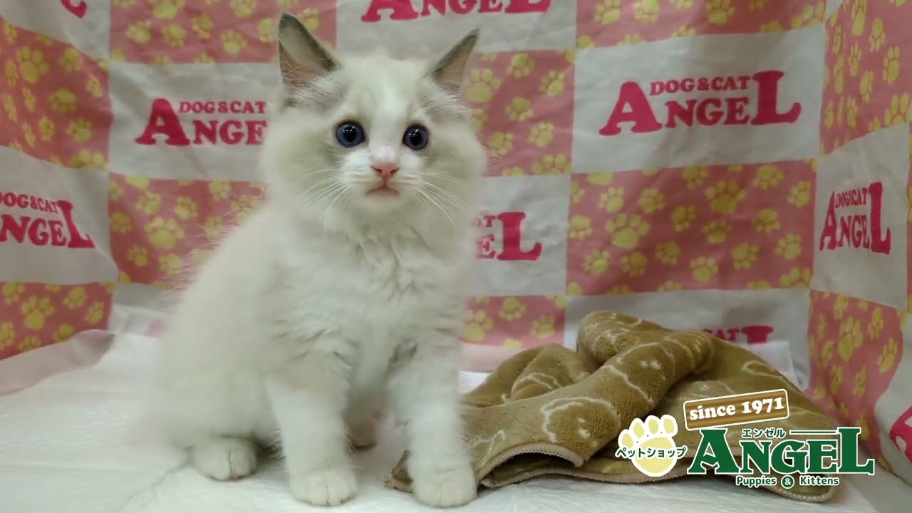 ラグドール 2410186 【ペットショップエンゼル　子犬・子猫販売】
