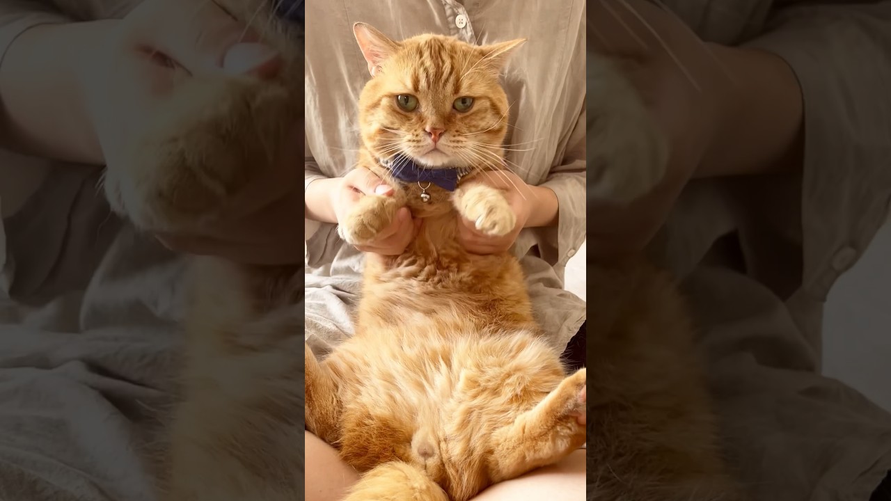 両手でほっぺを押さえると、足もあがっちゃう茶々パパ #猫 #マンチカン #shorts