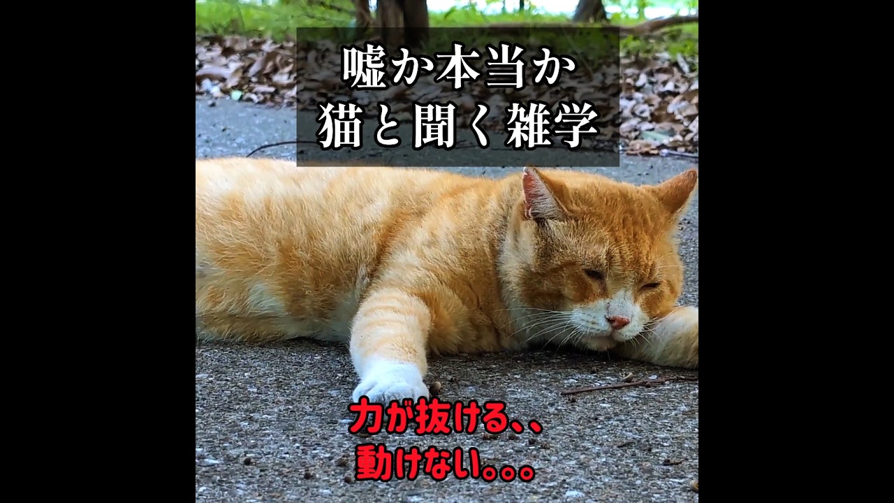 時空を超える失敗【ネコが演じる 都市伝説 NO.96】#shorts #猫 #ねこ