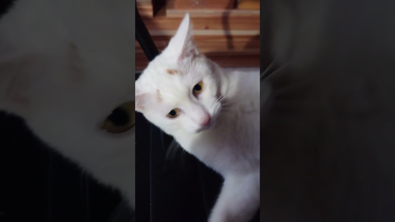 猫様と遊ぶ～ラブラドールレトリバー【＃ワンハウス#japan # One House #shorts #shortsyoutube #animals】2024年10月29日