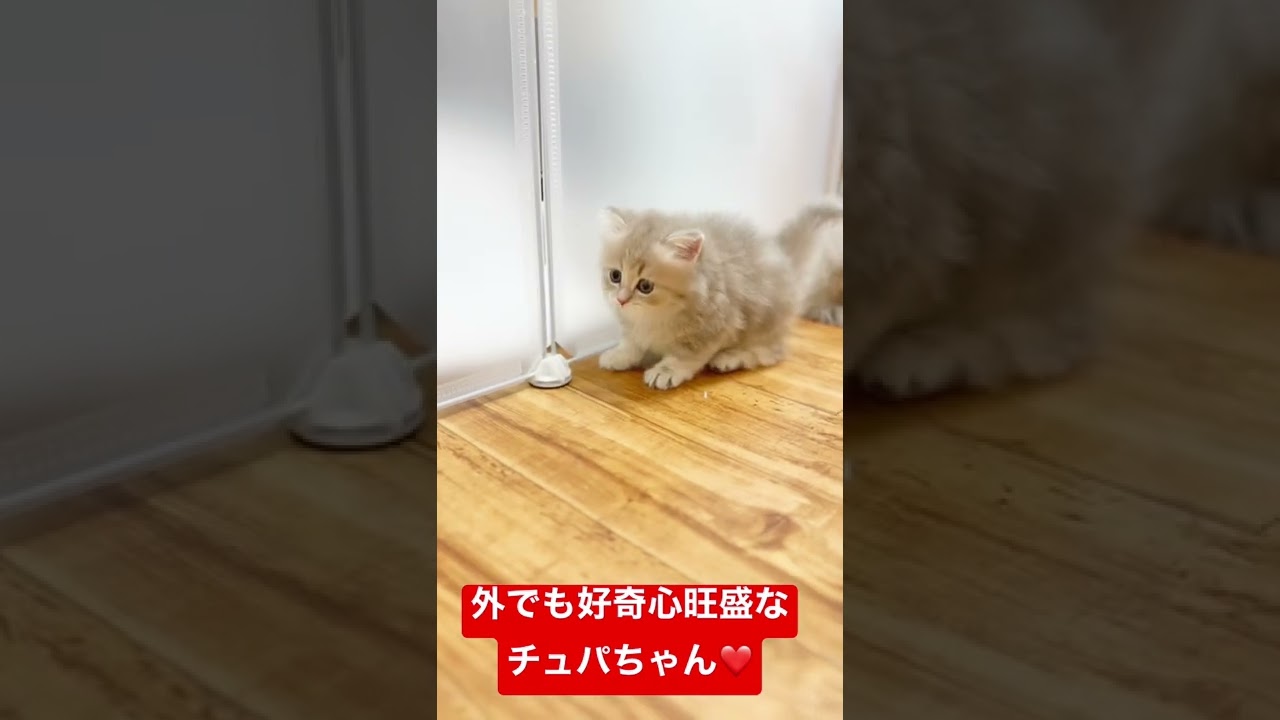 【子猫の成長記録】#shorts #ミヌエット #マンチカン #子猫