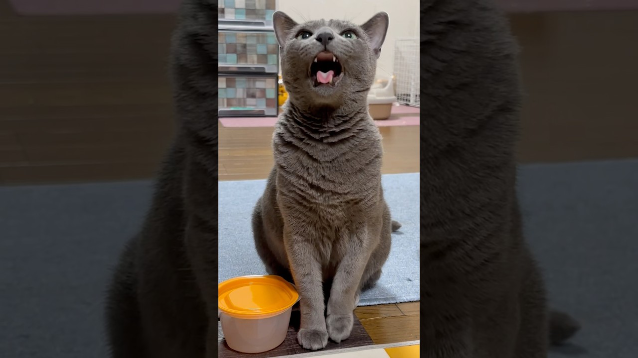 【ロシアンブルー】今朝のめろん〜高速ベル押し🛎️お見事です👏🤗【猫】#shorts