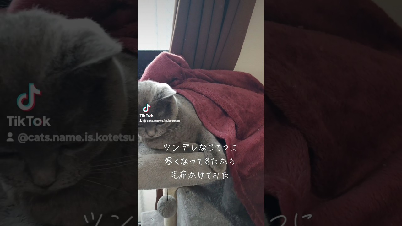 ツンデレ(tsundere cat)