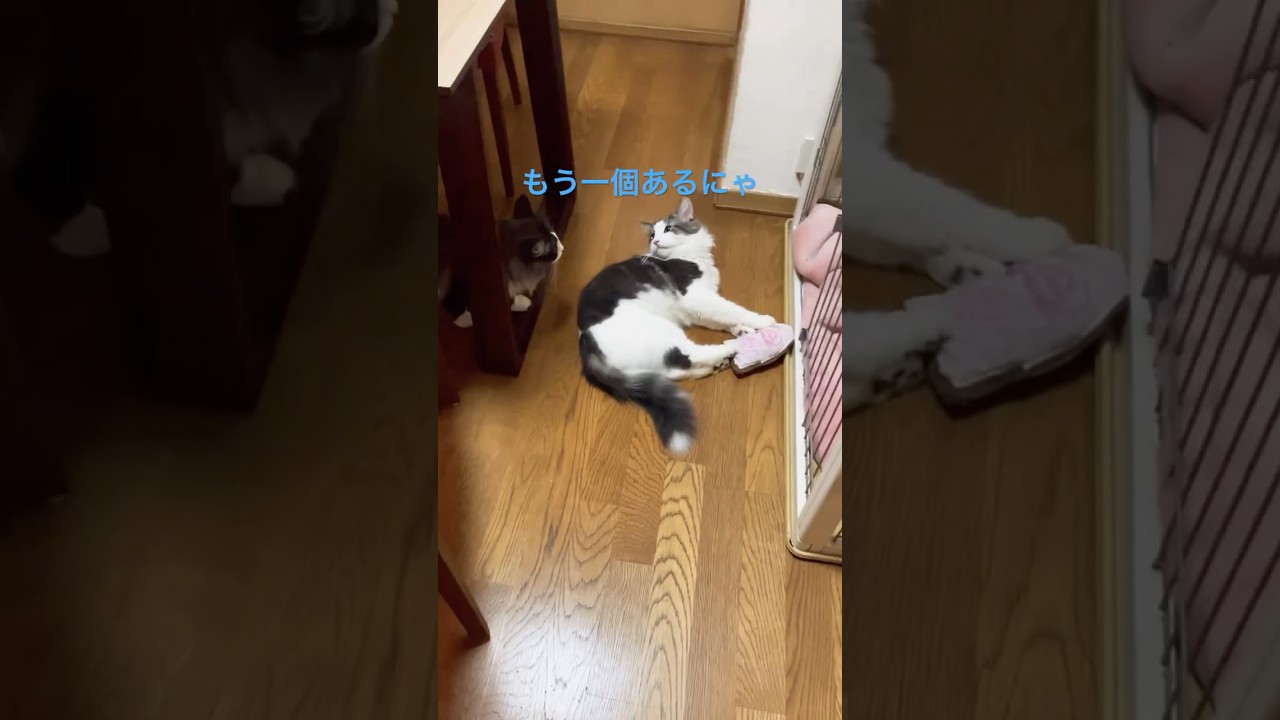 またたびと猫と犬#またたび#ノルウェージャンフォレストキャット #ミニチュアシュナウザー