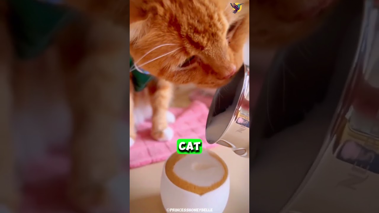 Is an Ocicat aggressive? #cats #catbreed
