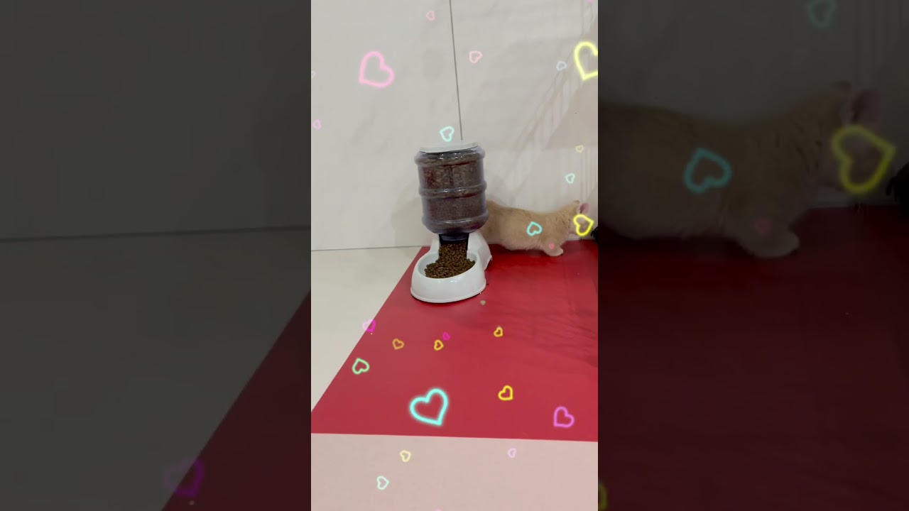 マンチカン短足🩷 【お問合せ詳細は説明欄に記載あります】 #スクーカム #ブリーダー直販 #マンチカン #ミヌエット #ラパーマ #子猫 #子猫販売 #猫 #猫のいる暮らし #猫動画