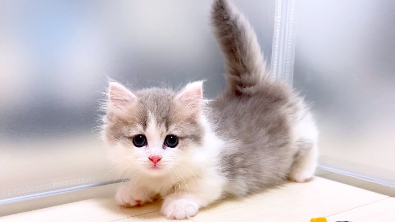 【マンチカンの子猫】子猫は綺麗好きで空気が読める件 ～猫のいる生活Vol.1037～出産動画 マンチカン短足・ミヌエット・ペルシャ猫専門ブリーダー『ペット蔵人』【子猫の成長記録】