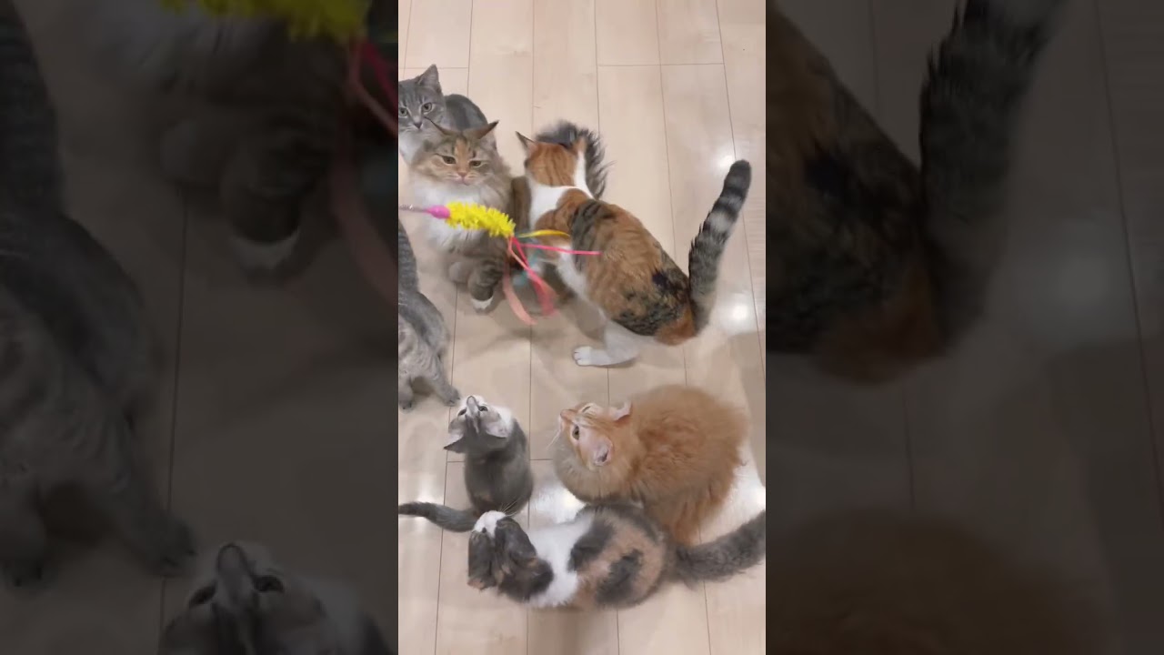 みんなで遊ぼう可愛いにゃん #ラパーマ #猫 #ブリーダー直販 #マンチカン #ミヌエット #子猫