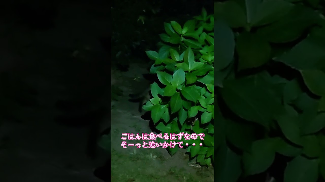 【ネコ日記】一緒にいるのに・・・ #shorts #地域ネコ #ねこ #cat #猫 #ネコ