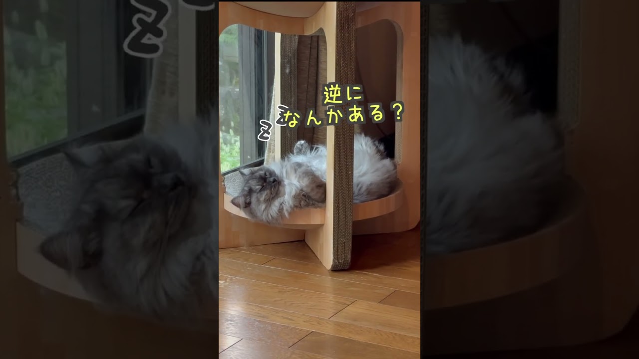 【猫は今日も働きません】そもそも何をもって働くとするかじゃない？Cat won't work today either. #猫 #サイベリアン #siberian