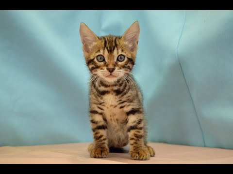 ベンガル　No.241018　ペットショップ『ヒラマツケンネル』の子猫