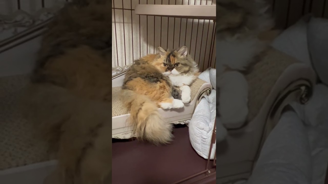 セルカークレックス　天然パーマでモフモフ　Selkirk Rex Cat