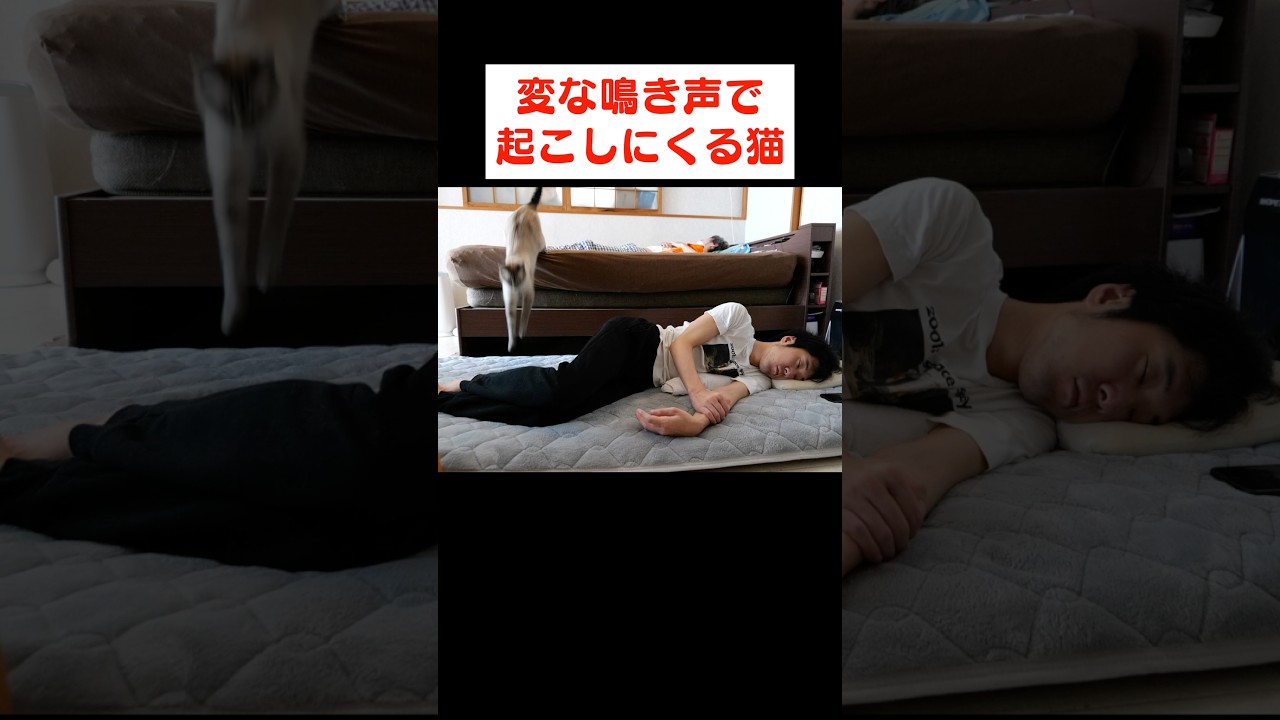 クセになる鳴き声なんだよナァ…