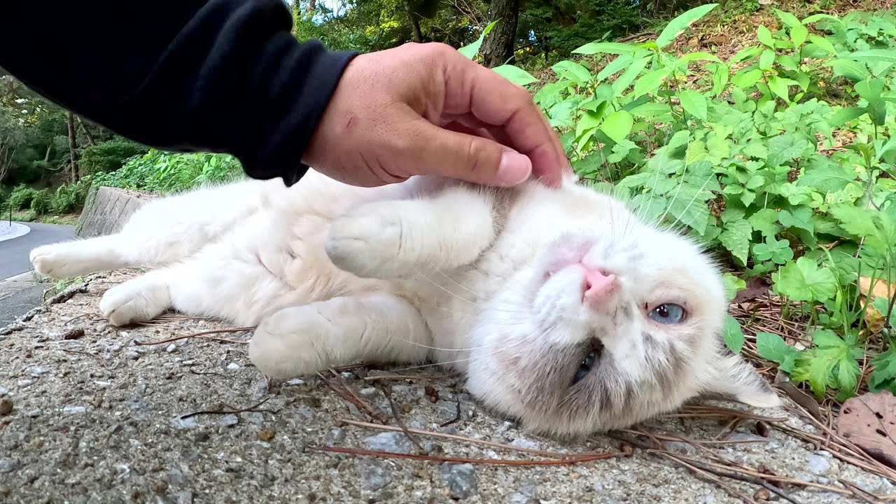 ラグドールみたいな猫をモフったら個性的な声で鳴いた