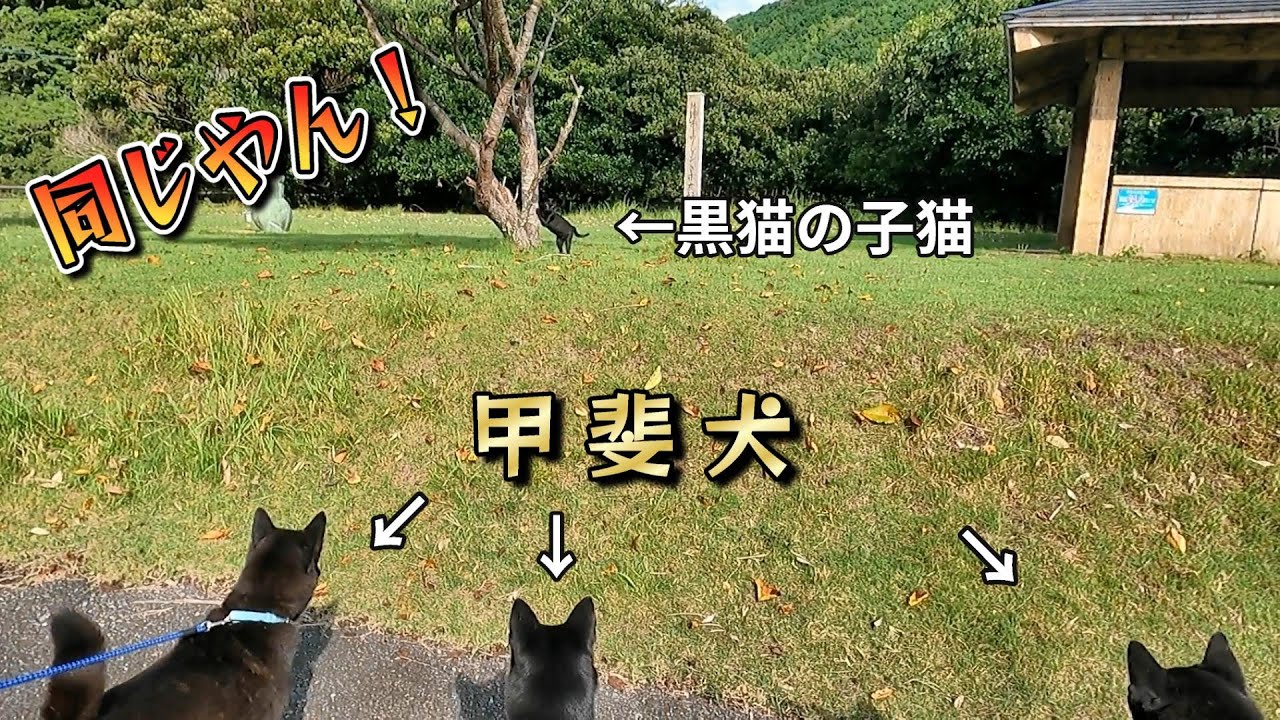 【甲斐犬】公園を散歩してたら、黒猫の子猫が爪とぎしてました！