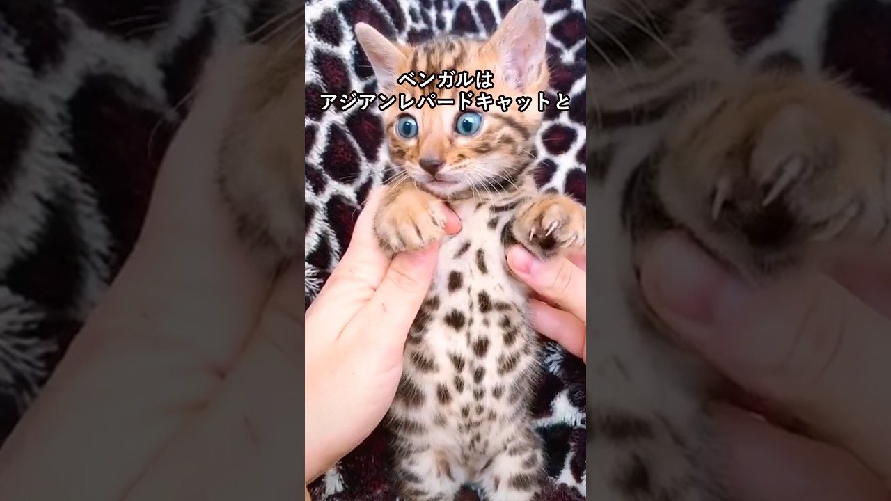 ベンガルの可愛さがわかる1分解説