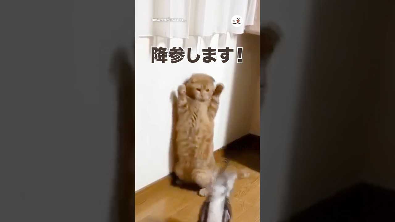 ボクの負けです｜PECO #スコティッシュフォールド #アメリカンショートヘア #猫 #愛猫家 #scottishfold #americanshorthair #cat #catlover
