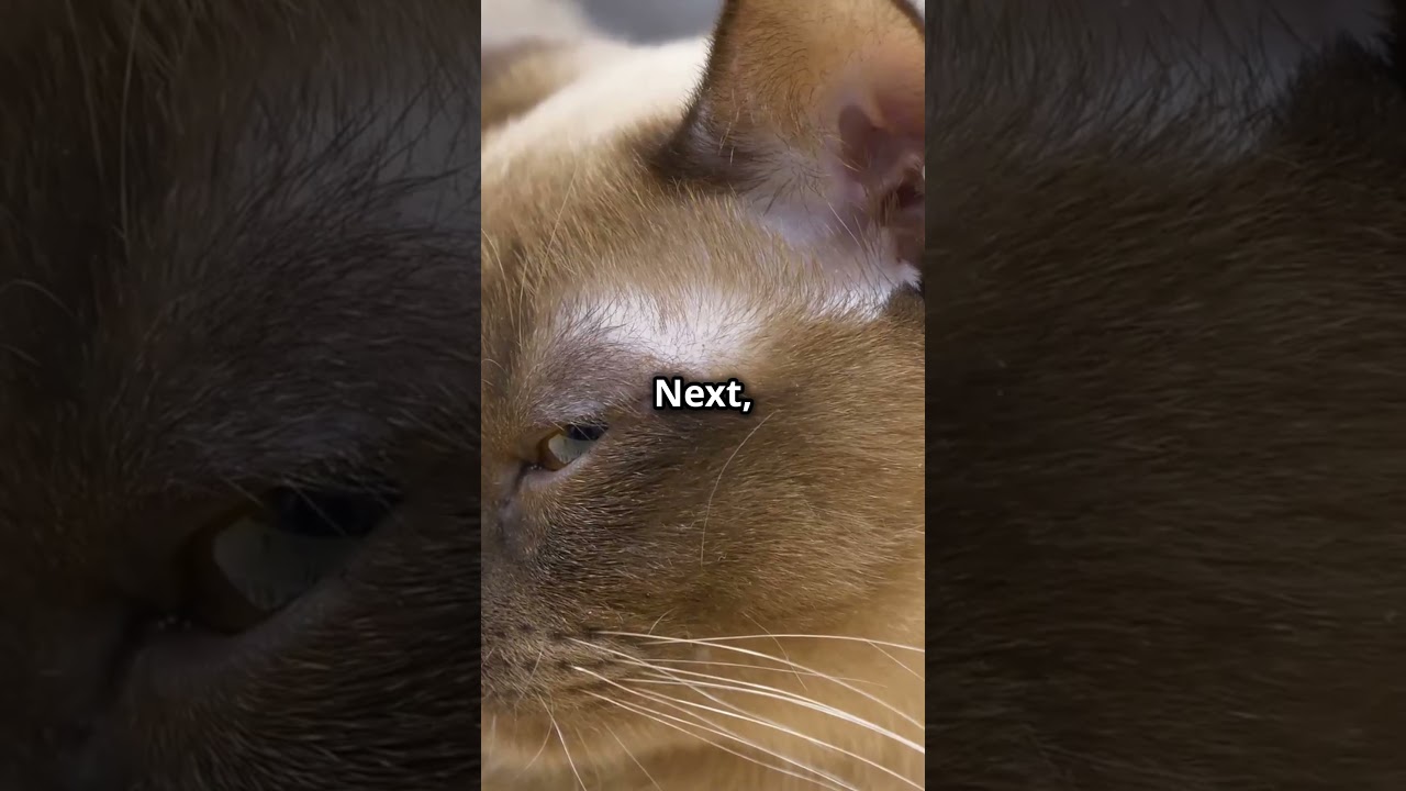Top Cat Breeds with the Longest Lifespan. #petcare #cat #pet