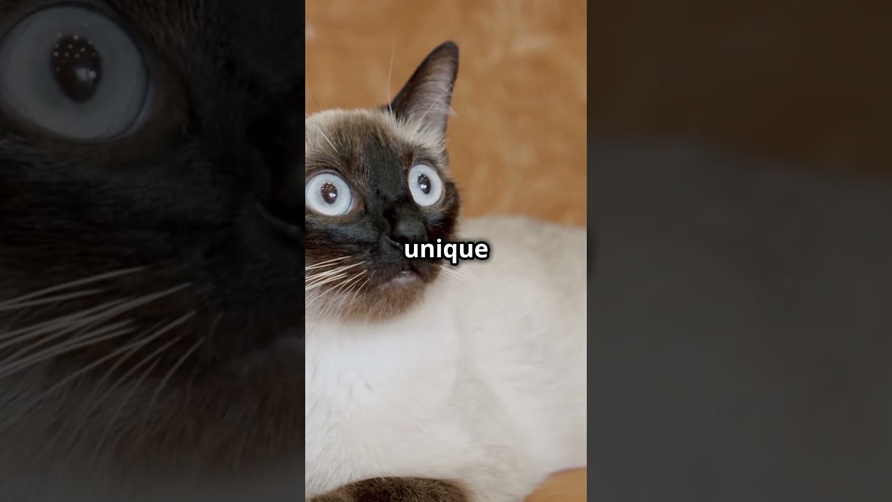 🐱 Discover the World of Siamese Cats – Facts That Will Amaze You! 😲✨ #SiameseFacts #animalkingdom