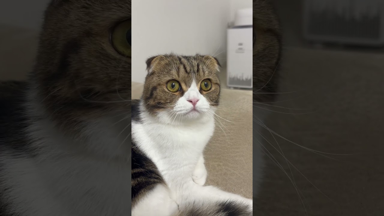 【スコティッシュフォールドスコ太郎】寒くなってきたね#スコティッシュフォールド #cat #可愛い #猫のいる暮らし #ねこ