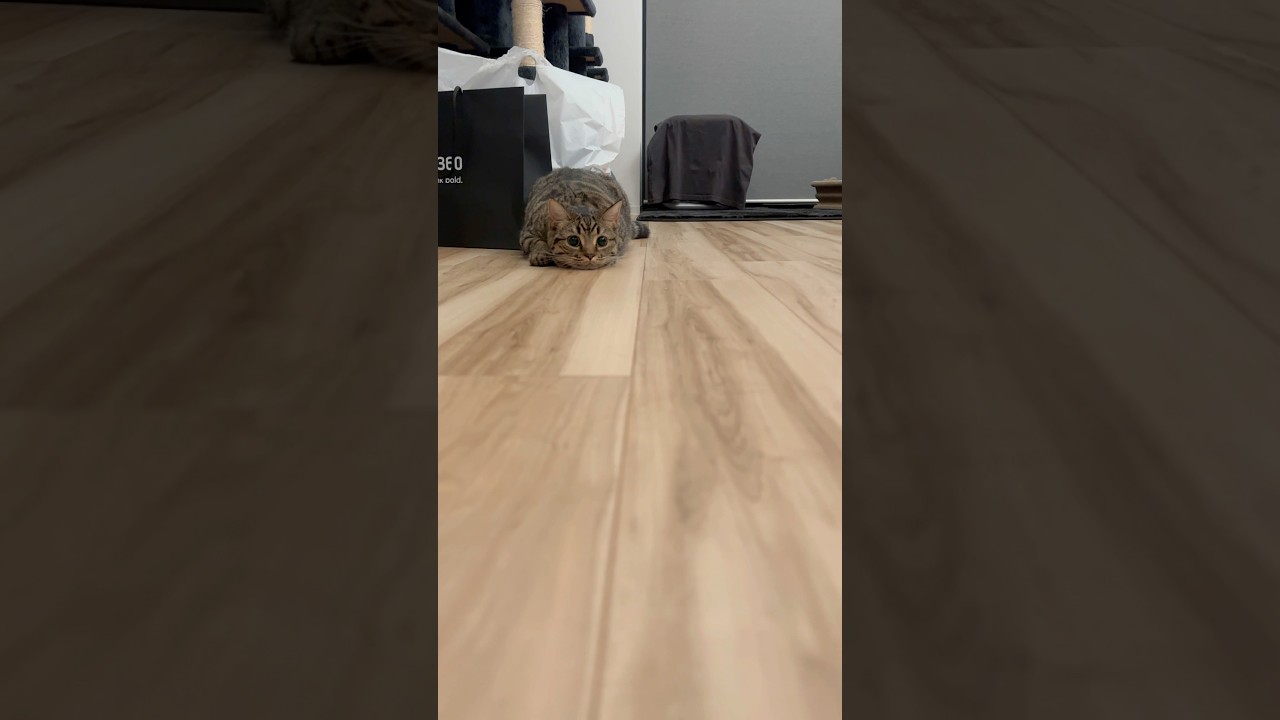 【猫動画】サカナを絶妙な位置で落とす猫が可愛すぎるwww #shorts