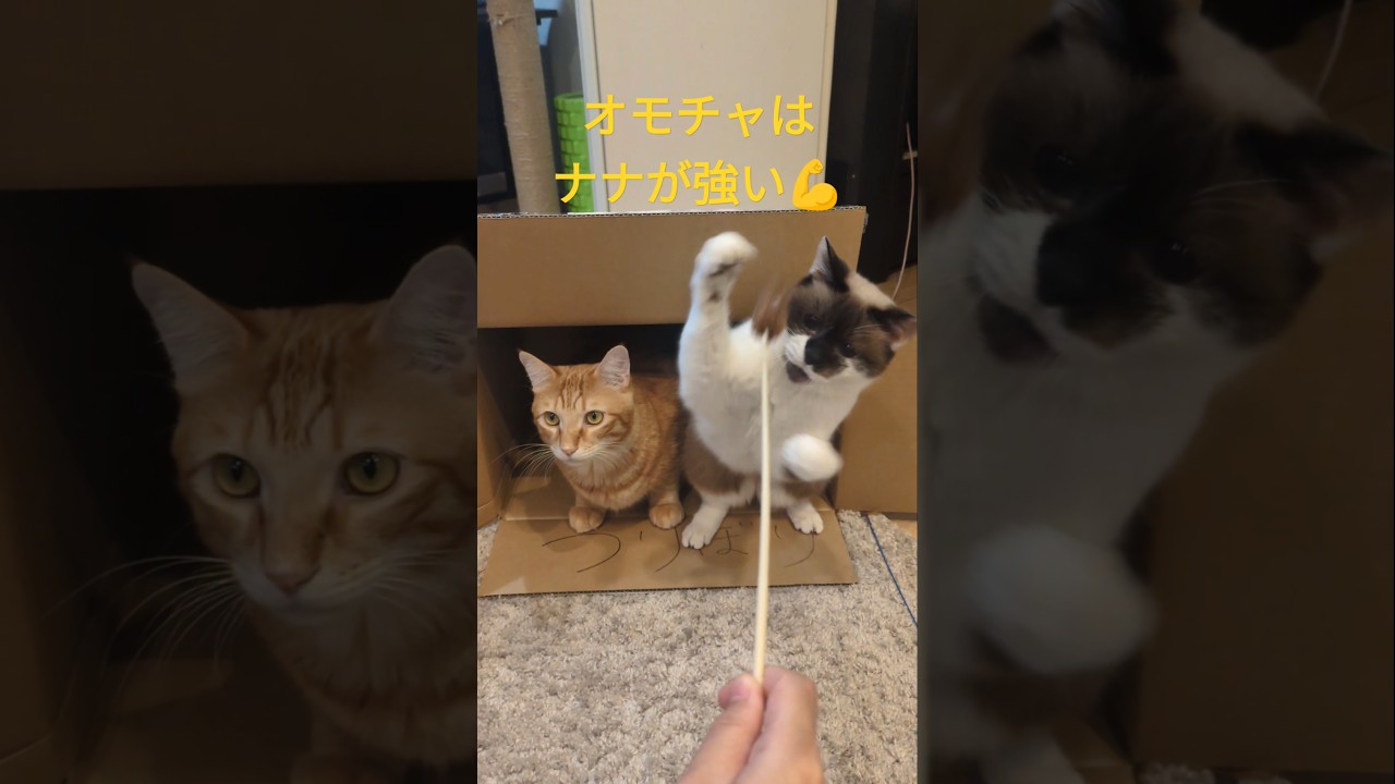 12歳のナナ（右）　　#保護猫 #cat #ねこ #shorts #シャムミックス #猫のいる暮らし
