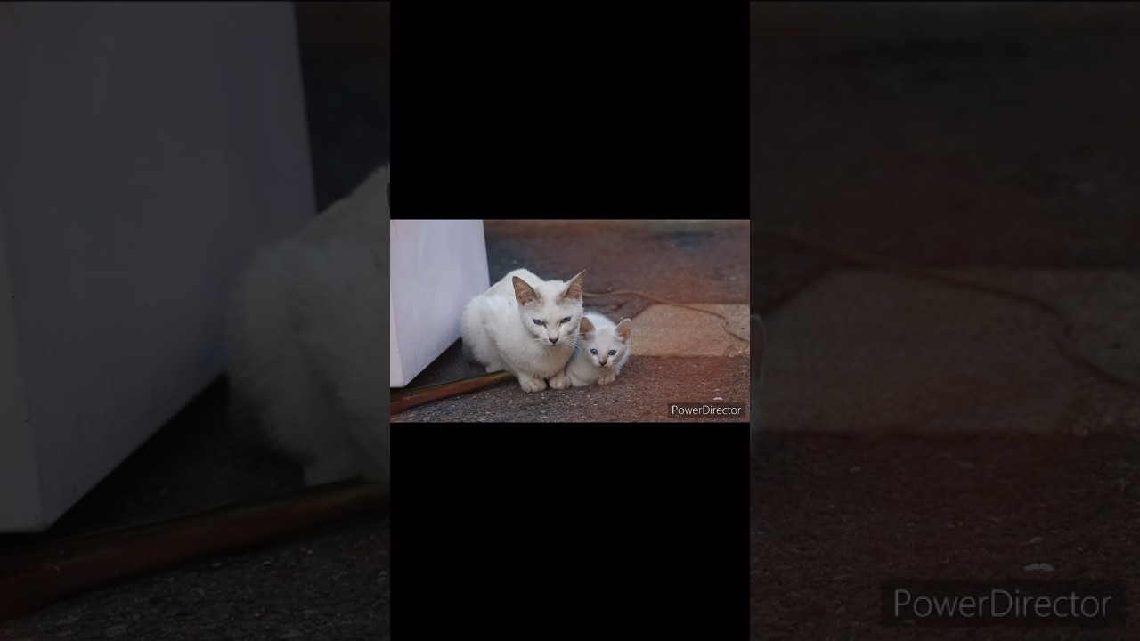 鬼の形相で子猫を守るように警戒する母猫 #野良猫 #cat #かわいい猫 #白猫