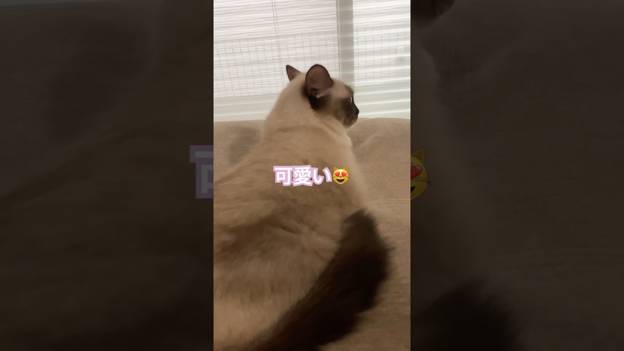 #あるある #すうじのうた #cat #お笑い #ragdolls  #cute #ラグドール #猫のいる暮らし #ragdoll #shortvideo #shorts ​⁠@tanutoko