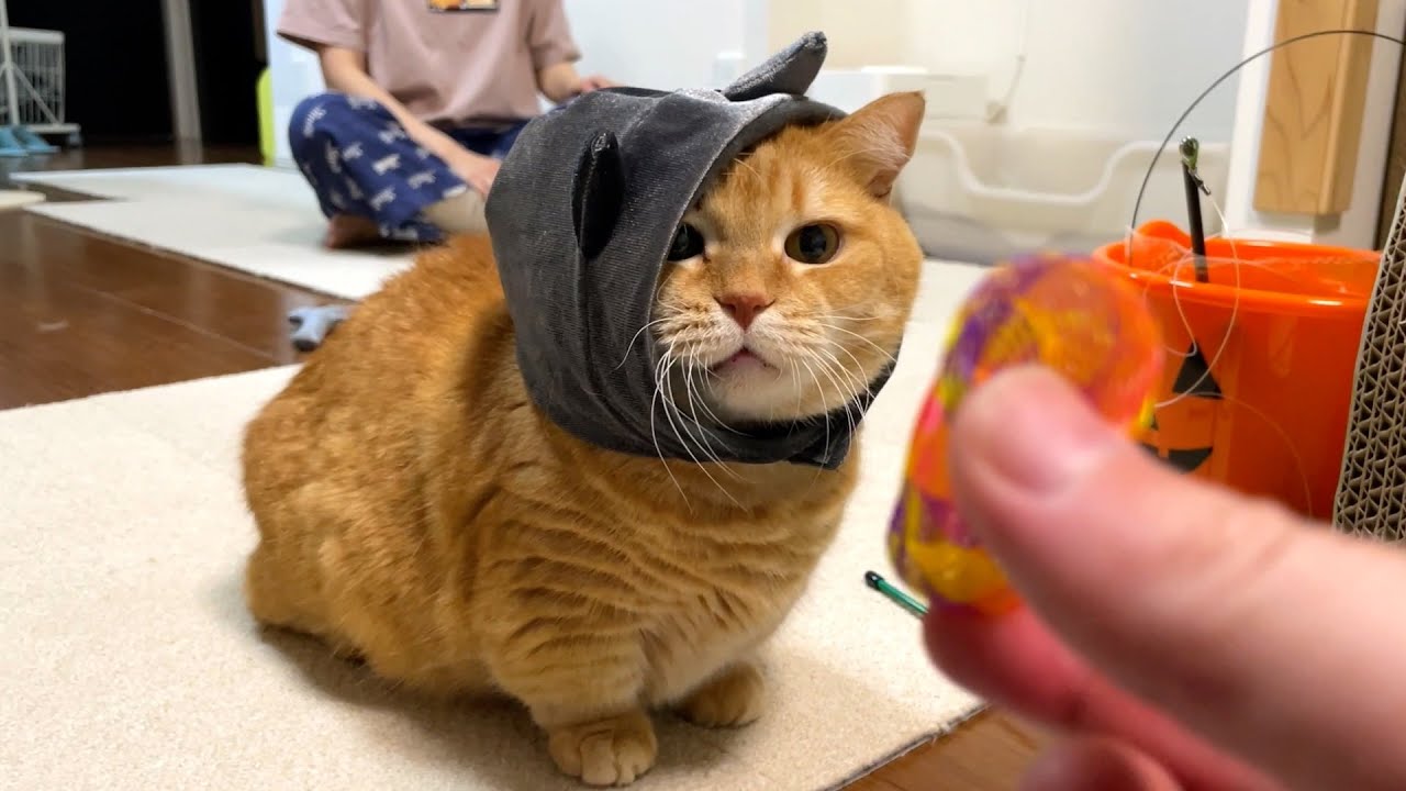 デビルプリンの心を掴んだ謎のおもちゃ