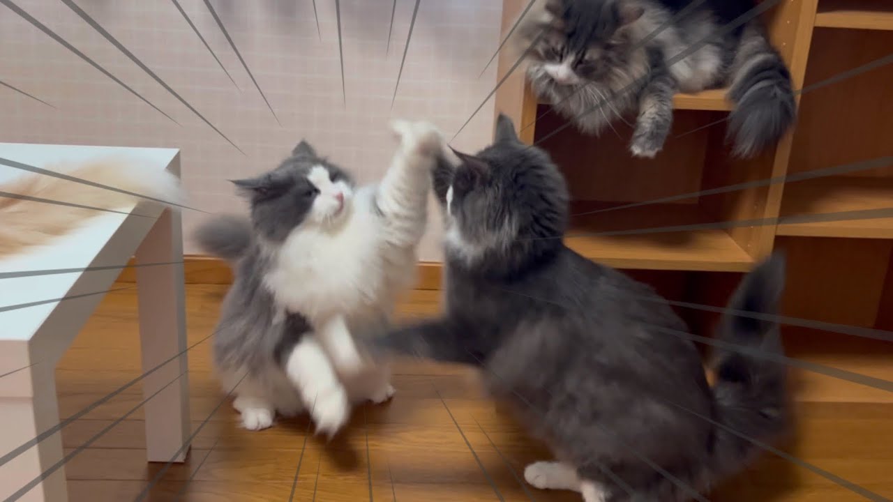 【元気😁】棚を置いてみたら、元気になっちゃった末っ子ターキッシュアンゴラとお兄ちゃんノルウェージャンフォレストキャットwww