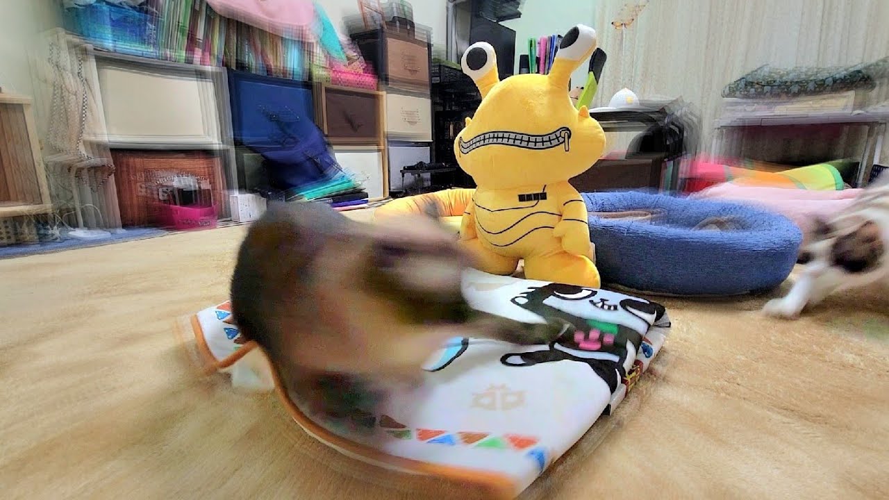 シャム猫姉妹に蛙土産をプレゼントしたらこのようになり！焦🐸