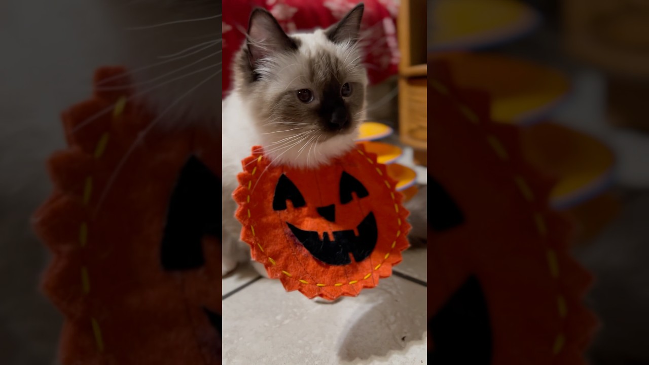 🎃ハロウィンまで待てない子猫たちww #shorts #猫ミーム #ラグドール